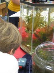Live Seahorse program