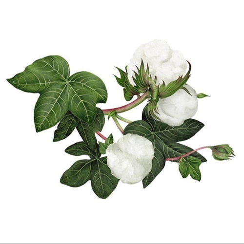 Drawn color image of Cotton.