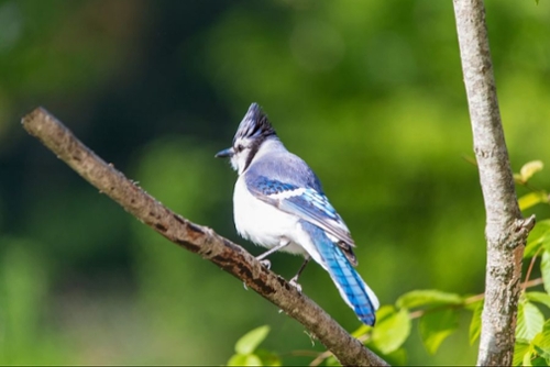 Image of a bluejay.