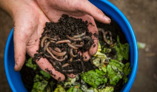 Worm Composting news decorative.