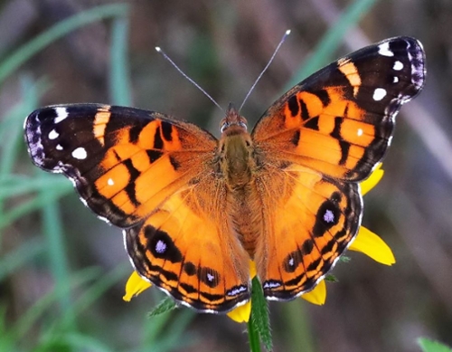 Butterfly Program decorative