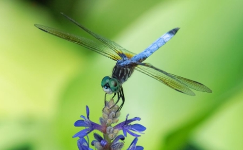 A blue dragonfly to accompany the news item.