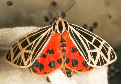 Red, black and tan moth.