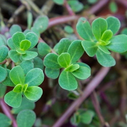 Green plant.