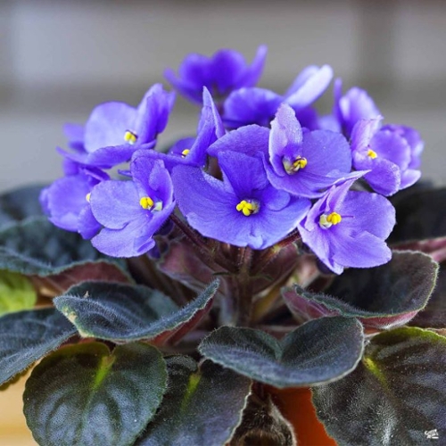 Purple African Violet.