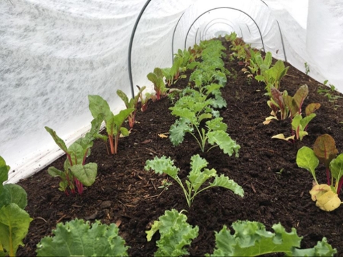 Row cover over plants to accompany the news item.