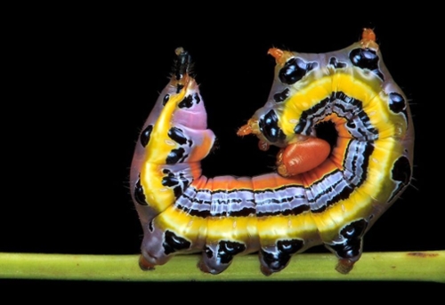 Caterpillar to accompany the news item.
