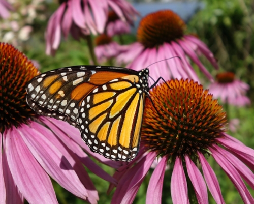 Monarch on a purple flower.