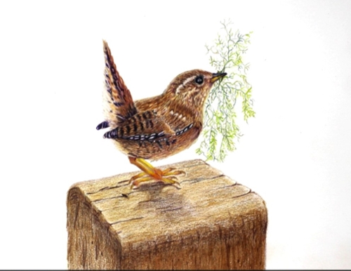 Dede's wren.